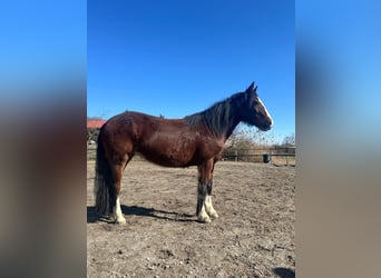 Criollo, Mare, 10 years, 13,3 hh, Brown