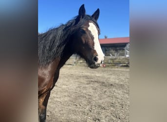 Criollo, Mare, 10 years, 13,3 hh, Brown