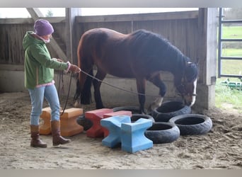 Criollo, Mare, 10 years, 13,3 hh, Brown