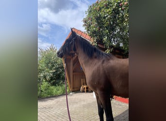 Criollo, Mare, 12 years, 14,2 hh, Brown