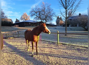 Criollo Mix, Mare, 12 years, 14,3 hh, Chestnut-Red