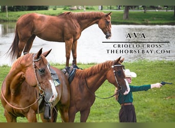 Criollo, Mare, 12 years, 15.1 hh, Chestnut