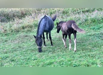 Criollo, Stute, 14 Jahre, 14,1 hh, Roan-Blue