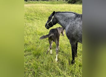 Criollo, Mare, 14 years, 14.2 hh, Roan-Blue