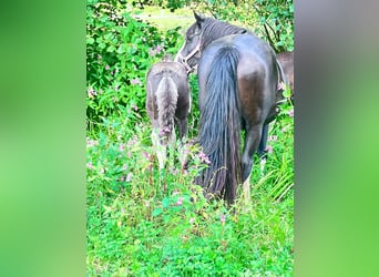 Criollo, Mare, 15 years, 14,1 hh, Black