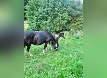 Criollo, Mare, 15 years, 14,1 hh, Black