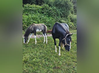 Criollo, Mare, 15 years, 14 hh, Black