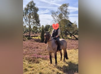 Criollo Mix, Mare, 15 years, 15,1 hh, Roan-Red