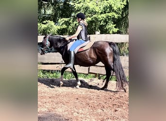 Criollo, Mare, 16 years, 14.2 hh, Black