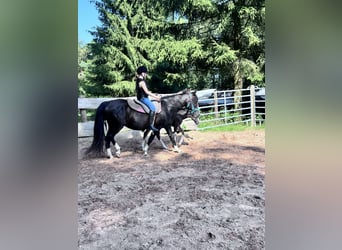 Criollo, Mare, 16 years, 14.2 hh, Black