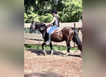 Criollo, Mare, 16 years, 14.2 hh, Black