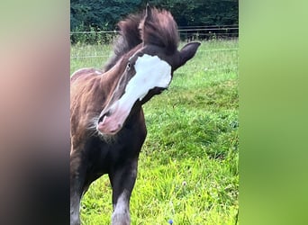 Criollo, Stute, 16 Jahre, 14,2 hh, Rappe