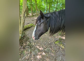 Criollo, Mare, 16 years, 14 hh, Black