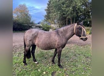 Criollo, Mare, 19 years, 14,1 hh, Grullo