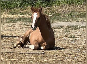 Criollo, Mare, 1 year, 13.3 hh, Red Dun
