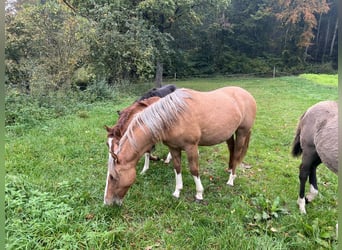 Criollo, Mare, 1 year, 13,3 hh, Red Dun