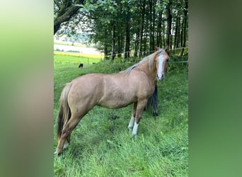 Criollo, Mare, 1 year, 13,3 hh, Red Dun