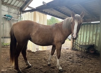 Criollo, Mare, 1 year, 13,3 hh, Red Dun