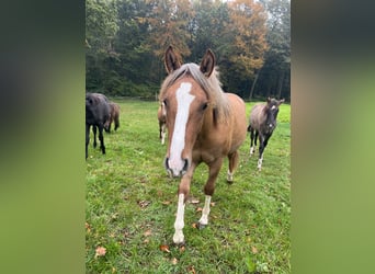 Criollo, Mare, 1 year, 13,3 hh, Red Dun