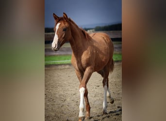 Criollo, Mare, 1 year, 13,3 hh, Red Dun