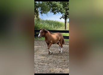 Criollo, Mare, 1 year, 13,3 hh, Red Dun