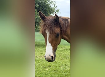Criollo, Mare, 1 year, 13,3 hh, Red Dun