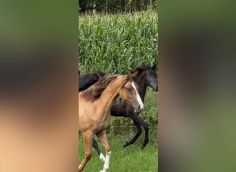 Criollo, Mare, 1 year, 13,3 hh, Red Dun