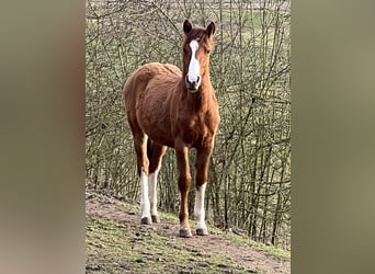 Criollo, Mare, 1 year, 13,3 hh, Red Dun