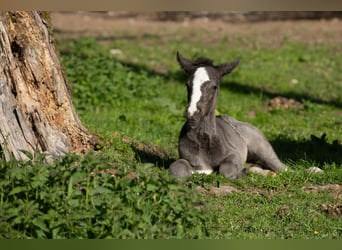 Criollo, Mare, 1 year, 14.1 hh, Black