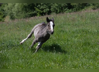 Criollo, Mare, 1 year, 14.1 hh, Black