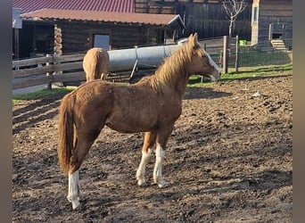 Criollo, Mare, 1 year, 14.1 hh, Dun