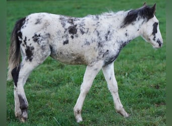 Criollo, Stute, 1 Jahr, 14,2 hh, Overo-alle-Farben