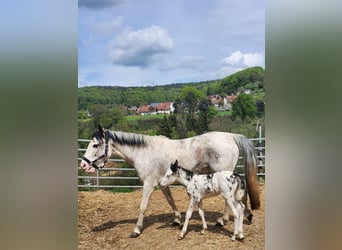 Criollo, Stute, 1 Jahr, 14,2 hh, Overo-alle-Farben