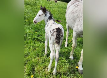 Criollo, Stute, 1 Jahr, 14,2 hh, Overo-alle-Farben