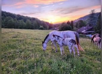 Criollo, Stute, 1 Jahr, 14,2 hh, Overo-alle-Farben