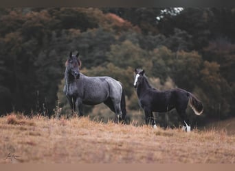 Criollo, Mare, 1 year, 14,1 hh, Black