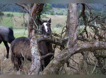 Criollo, Mare, 1 year, 14,1 hh, Black