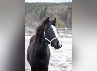 Criollo, Mare, 1 year, 14,1 hh, Black