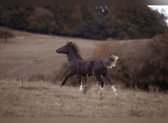 Criollo, Mare, 1 year, 14,1 hh, Black