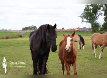 Criollo, Mare, 1 year, Chestnut