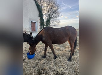 Criollo, Mare, 21 years, 15,1 hh, Brown