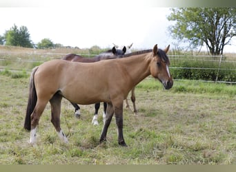 Criollo, Stute, 2 Jahre, 13,2 hh, Falbe