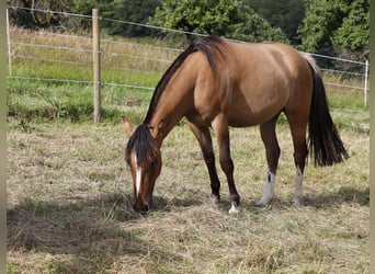 Criollo, Mare, 2 years, 13,2 hh, Dun