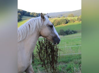 Criollo, Mare, 2 years, 13,3 hh, Palomino