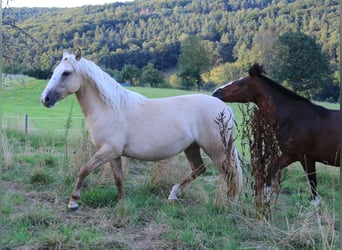 Criollo, Mare, 2 years, 13,3 hh, Palomino