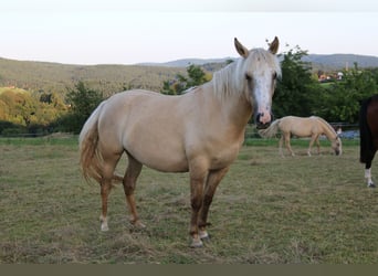 Criollo, Stute, 2 Jahre, 13,3 hh, Palomino