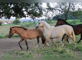 Criollo, Mare, 2 years, 13,3 hh, Palomino