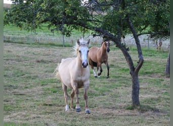 Criollo, Mare, 2 years, 13,3 hh, Palomino