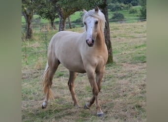 Criollo, Stute, 2 Jahre, 13,3 hh, Palomino