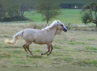 Criollo, Mare, 2 years, 13,3 hh, Palomino